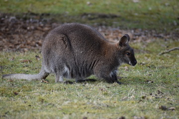 Naklejka premium Closeup of a cute brown Kangaroo sitting on a green meadow