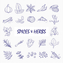 Hand drawn spices and herbs big set on notebook page