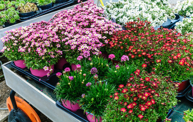 Piante fiorite perenni