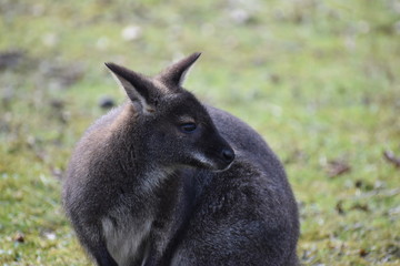 Closeup of a cute brown Kangaroo sitting on a green meadow