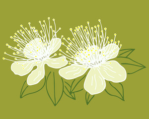 isolated myrtle flower