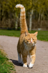 Friendly ginger tom cat walking with a raised tail