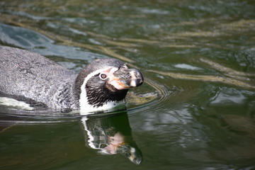 Naklejka premium Cute little penguin swimming in a lake
