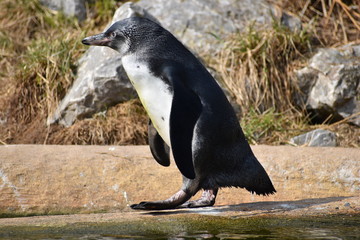 A little penguin is walking along a shore of a lake in Kassel, Germany