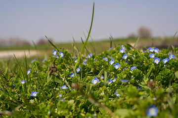 Scarpette © St.Feudatari