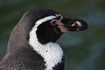 Wonderful portrait of a cute penguin