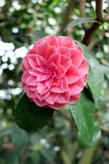 pink red camellia flowerheads of bush in blossom.