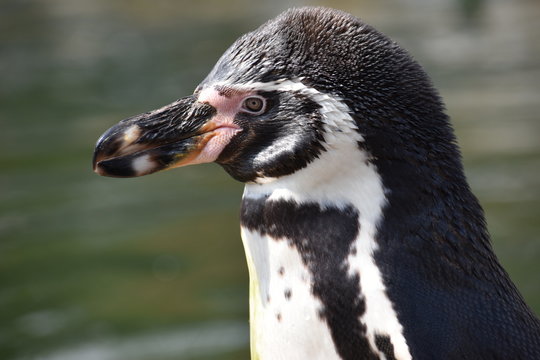 Wonderful portrait of a cute penguin