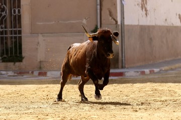 bull in spanish