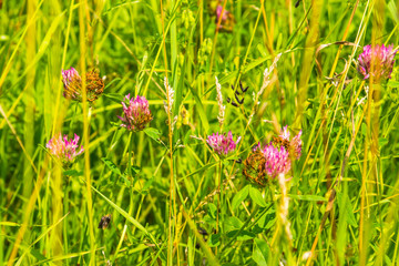 Blossoming clover on a summer meadow on a sunny day