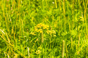 Summer meadow and flowers of wormwood close-up