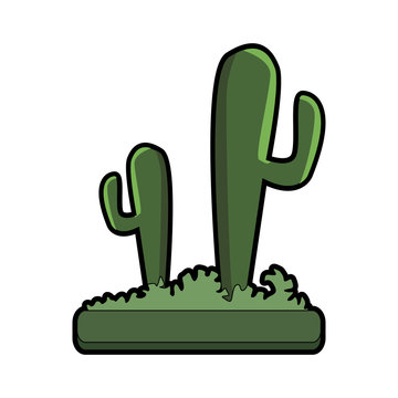 Desert cactus plants vector illustration graphic design