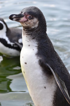 A little penguin is standing on the shore of a lake in Kassel, Germany