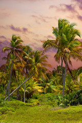 The tropical forest, palm trees on the beach background of palm trees.