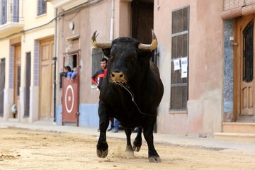 bull in spanish