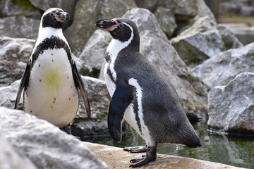 Naklejka premium Two penguins are standing together on a shore of a lake