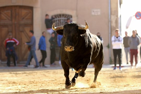 bull in spanish