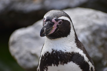 Wonderful portrait of a cute penguin