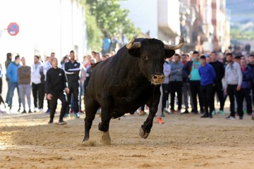 bull in spanish
