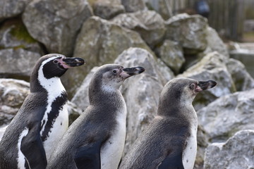 Three penguins are standing together on a shore of a lake
