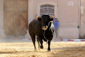 bull in spanish