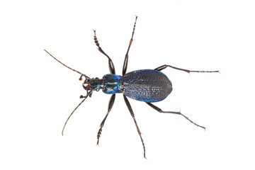 Ground beetle (Carabus intricatus) on a white background