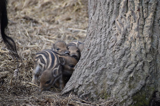 Closeup of cute striped young wild brown boars in a forest in Germany