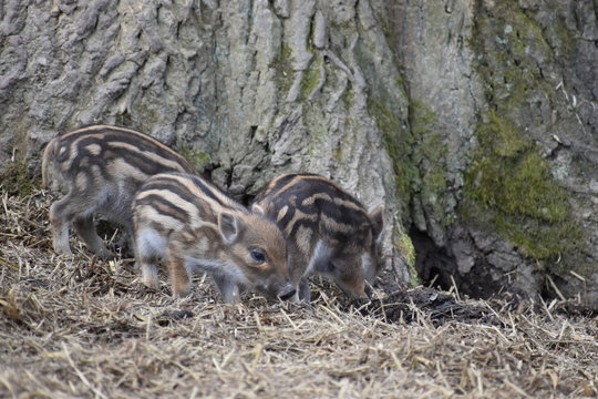 Closeup of cute striped young wild brown boars in a forest in Germany