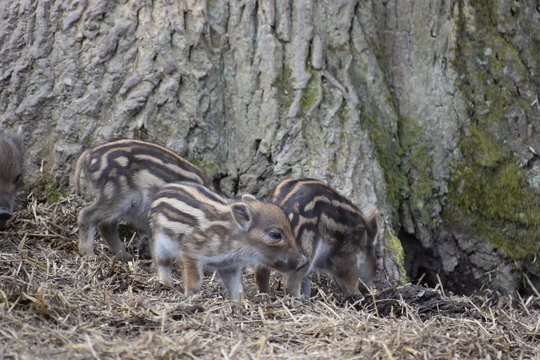 Closeup of cute striped young wild brown boars in a forest in Germany