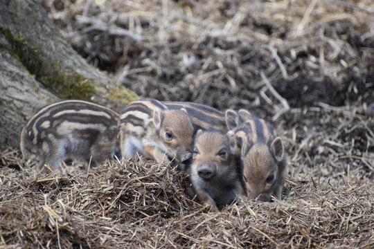 Closeup of cute striped young wild brown boars in a forest in Germany
