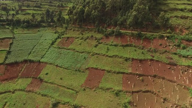 Aerial view of fields on a hill in Uganda