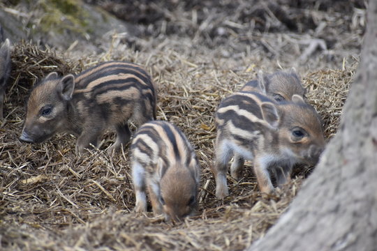Closeup of cute striped young wild brown boars in a forest in Germany
