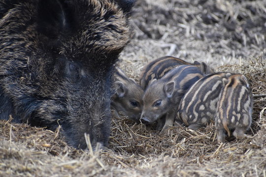 Closeup of a brown wild boar mom with her newbies in a forest in Germany