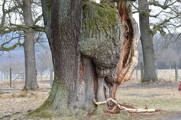 Closeup of a brown tree trunk with an unique texture 