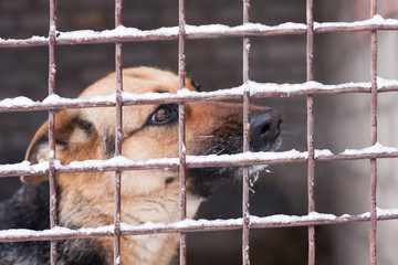 loneliness of domestic pets. Sad german shepherd in cage behind fence.