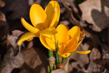 Obraz premium Closeup of a an orange crocus in spring in a forest in Kassel, Germany