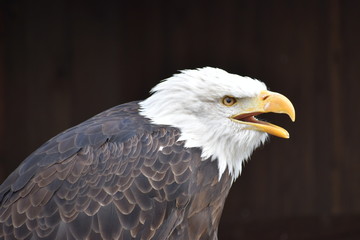 Wonderful majestic portrait of an american bald eagle