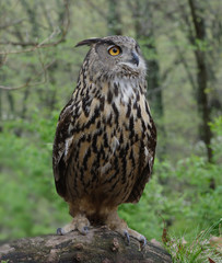 Eurasian Eagle Owl