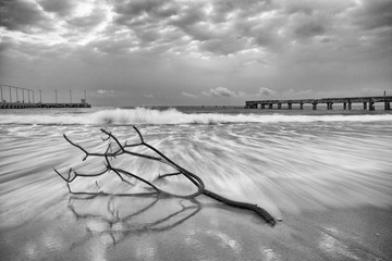 Black and white image of branch on the  beach.