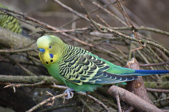 Closeup of a small green budgie sitting on tree branches in a park in Kassel, Germany