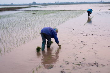 Vietnamese farmer at rice field