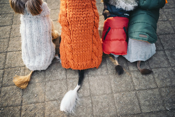 Four dogs are sitting with their tail