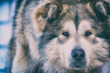 Portrait of a big dog mongrel closeup