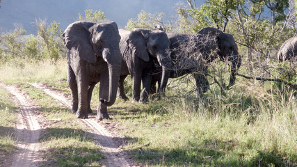 Obraz premium A flock of elephants blocks the road.