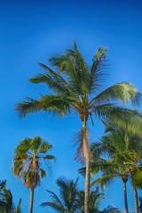 Fototapeta na wymiar Beautiful green palm trees against the background of summer blue sky.