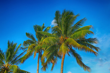Beautiful green palm trees against the background of summer blue sky.
