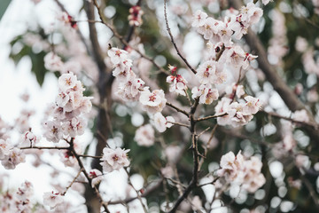 SAKURA