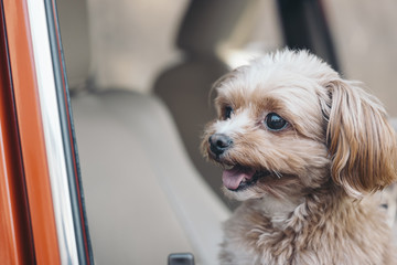 A smiling dog