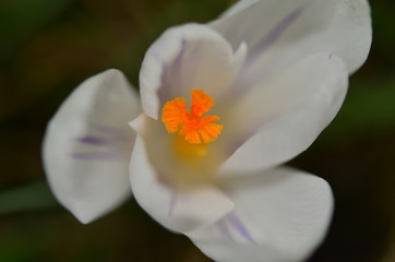 Fototapeta premium Blumen 26.03.2018