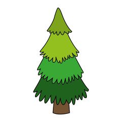 Tree pine isolated vector illustration graphic design